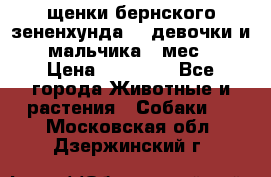 щенки бернского зененхунда. 2 девочки и 2 мальчика(2 мес.) › Цена ­ 22 000 - Все города Животные и растения » Собаки   . Московская обл.,Дзержинский г.